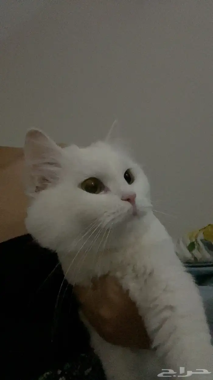 قطط للتبني 1