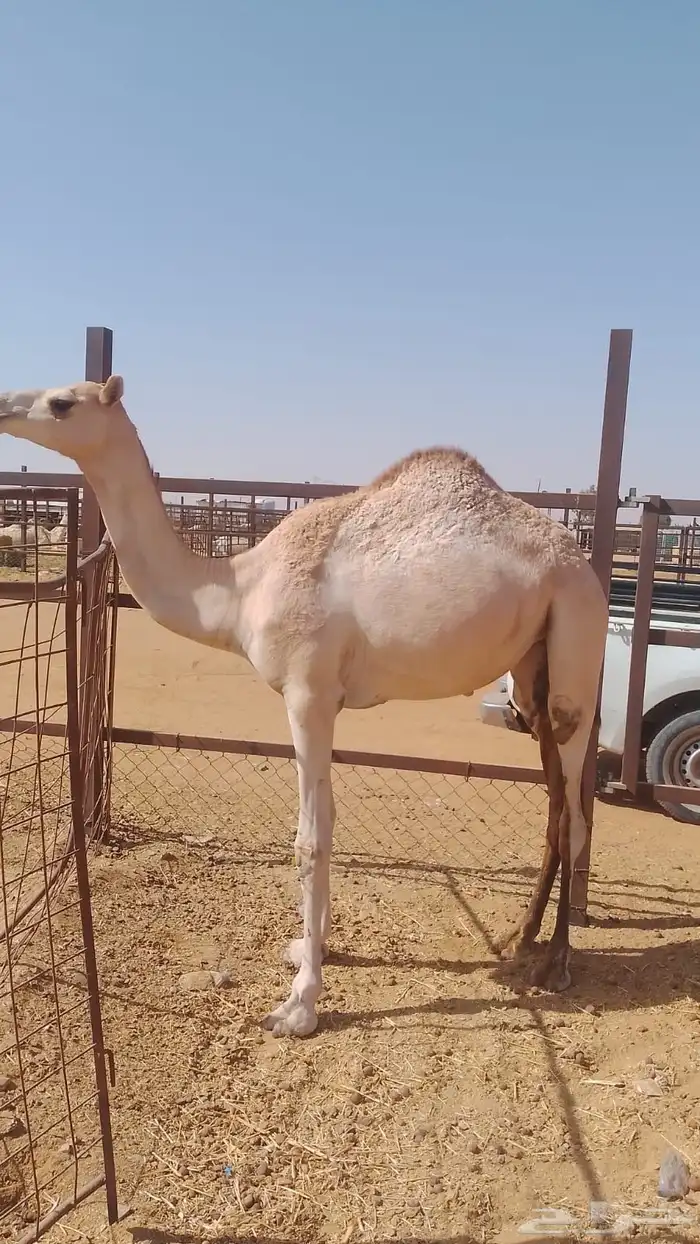 بكره للبيع 0
