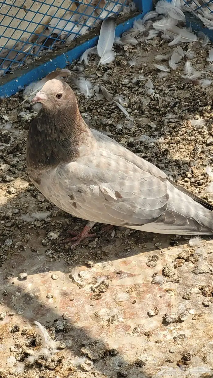 جوز نفاخ 6