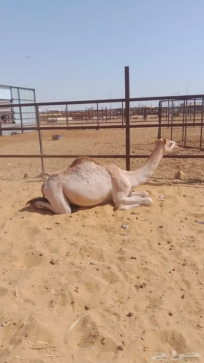 بكره للبيع 1