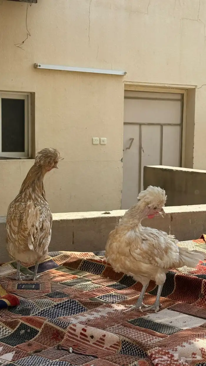 دجاجتين بلوشي 2