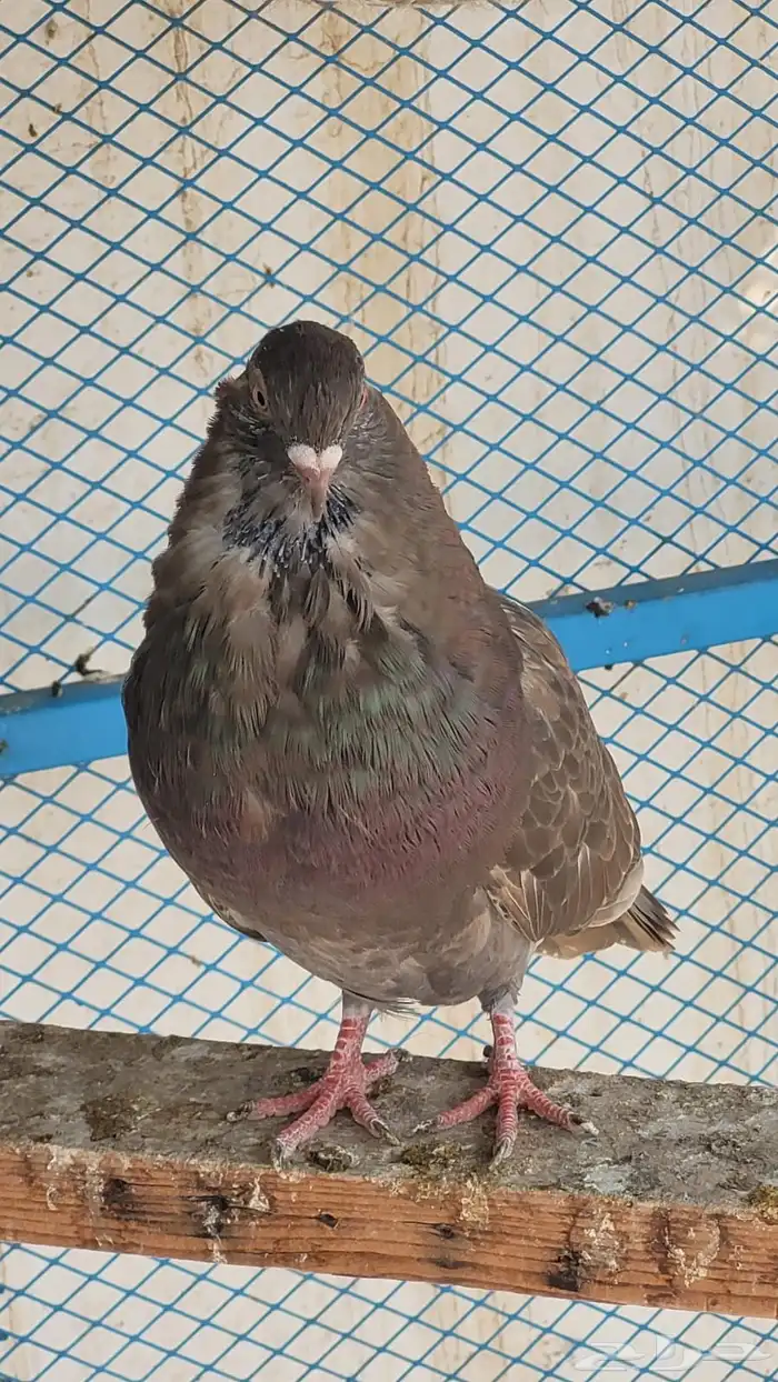 جوز نفاخ 5