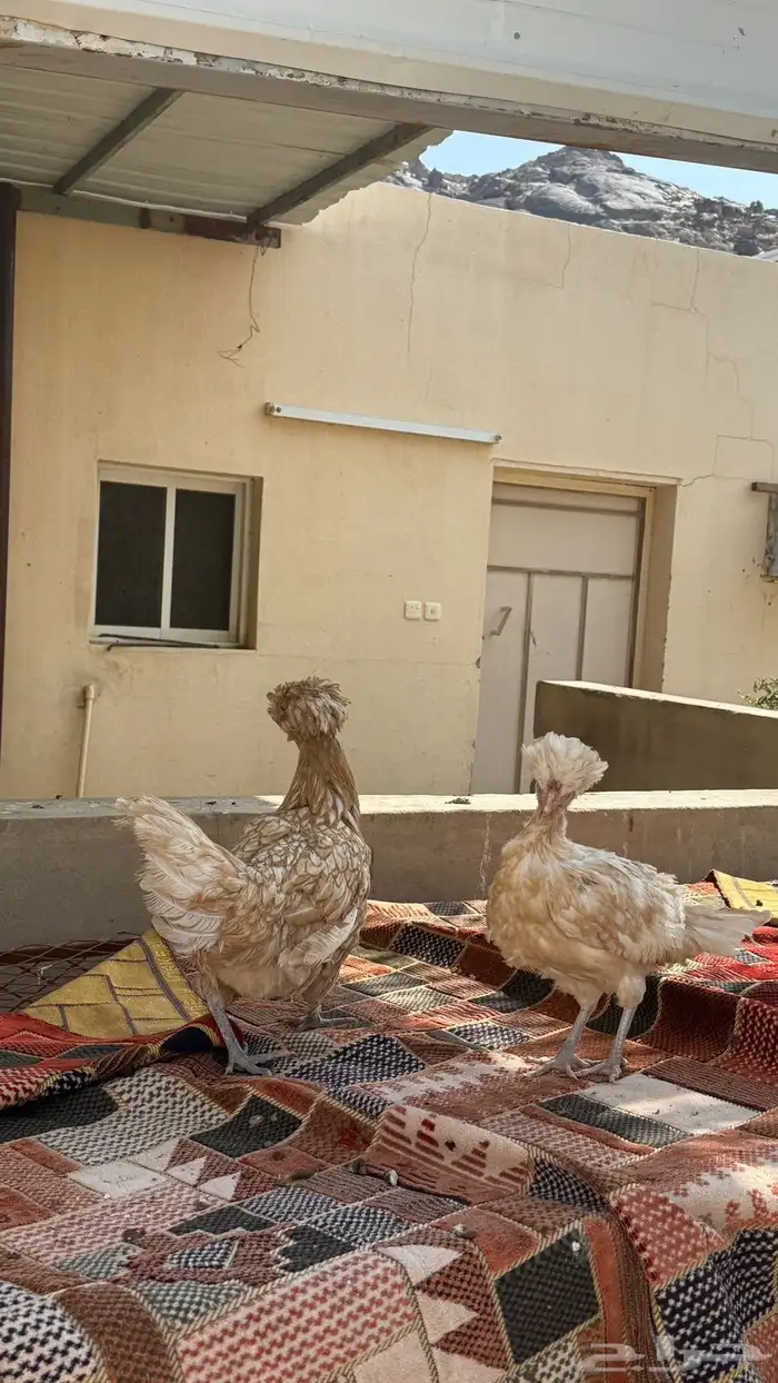دجاجتين بلوشي 0
