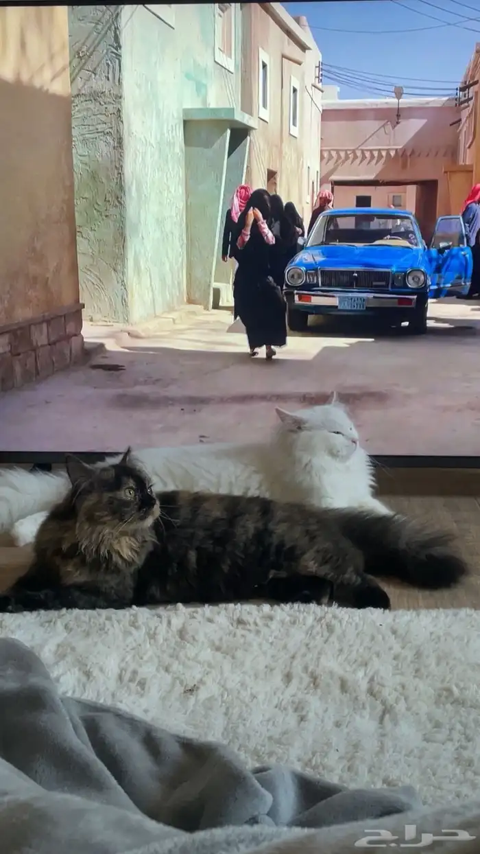 قطط للتبني 2