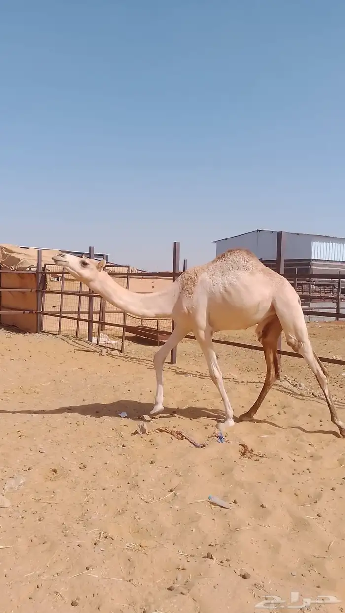 بكره للبيع 2