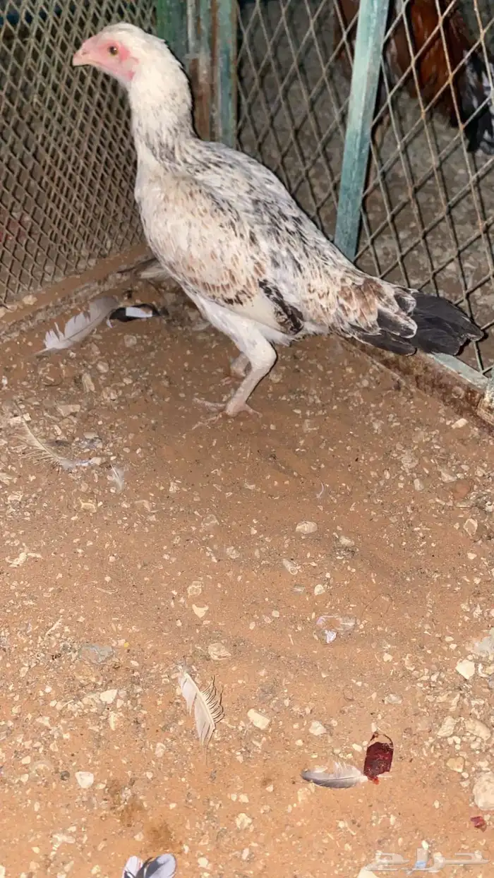 ديك ودجاجه 0