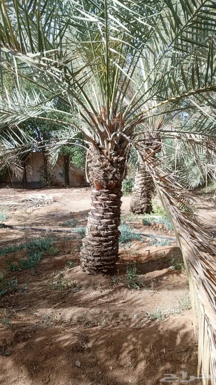 نخل للبيع 9