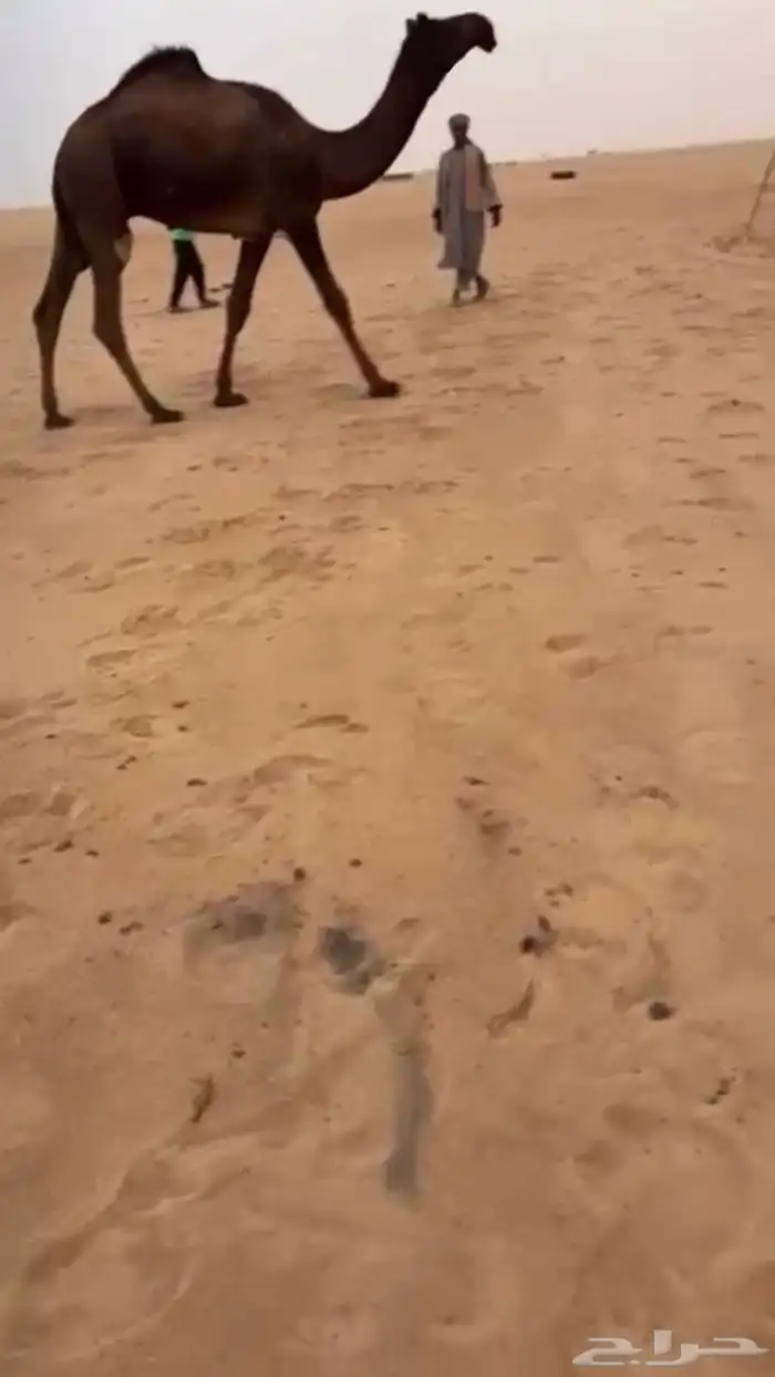 قعود كفو كفو جدا سلاته كفو للبيع 0