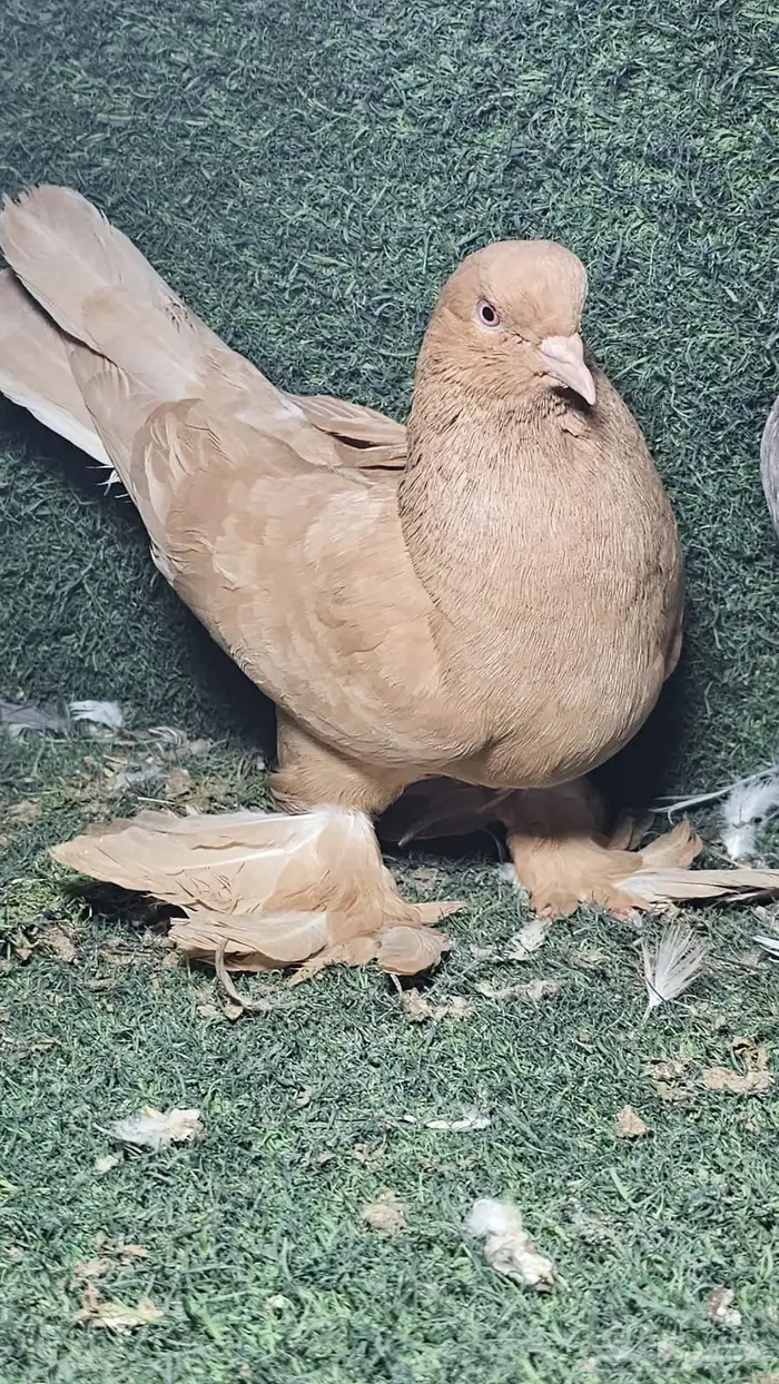 حمام عراقي تب 1