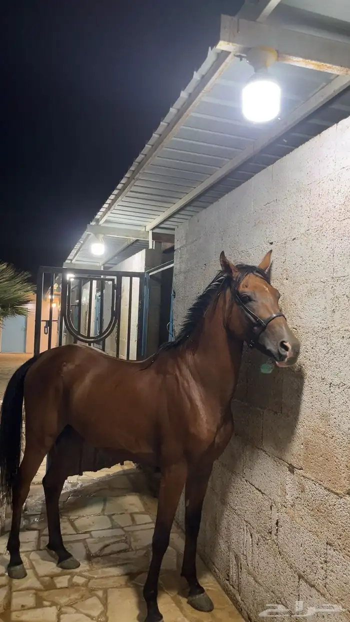 حصان طرب شعبي 1