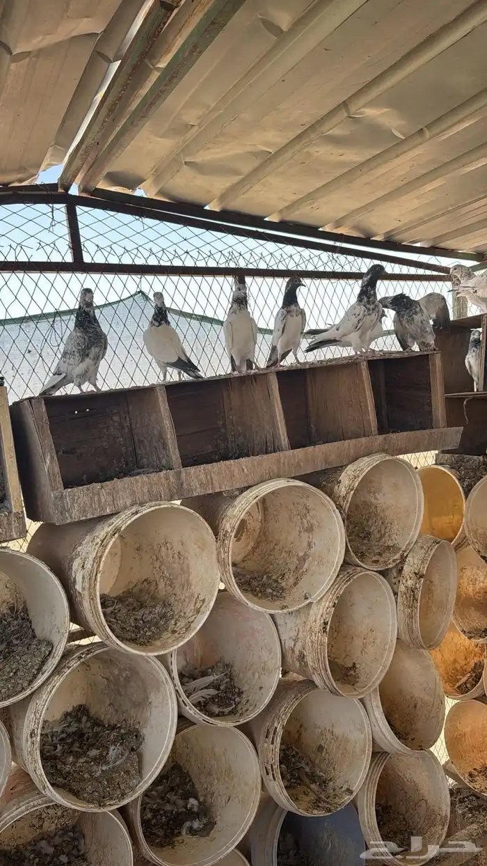 طبات حمام باكستاني 14