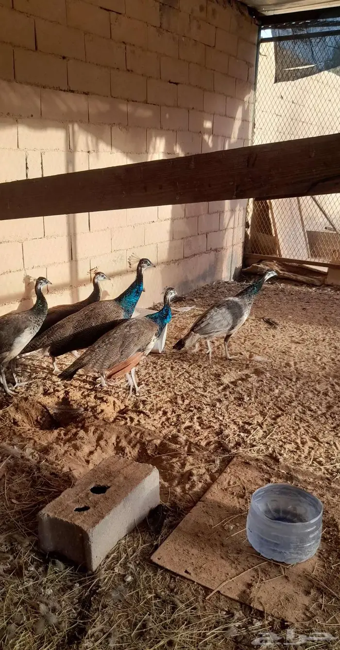 طاووس الهندي 0
