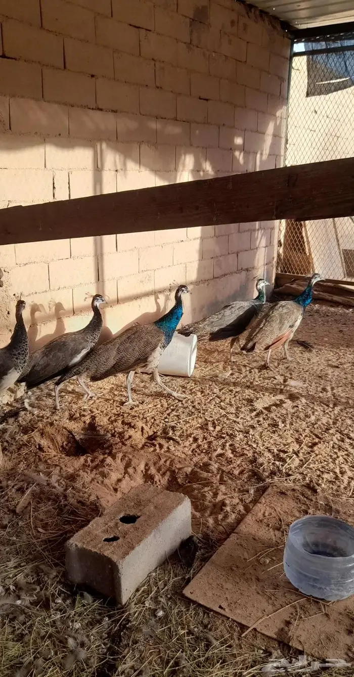 طاووس الهندي 1