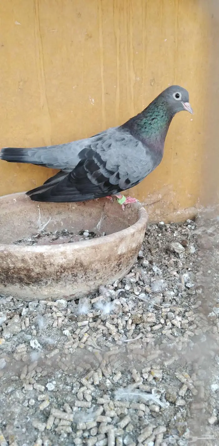 فحل صنعاوي حر 0