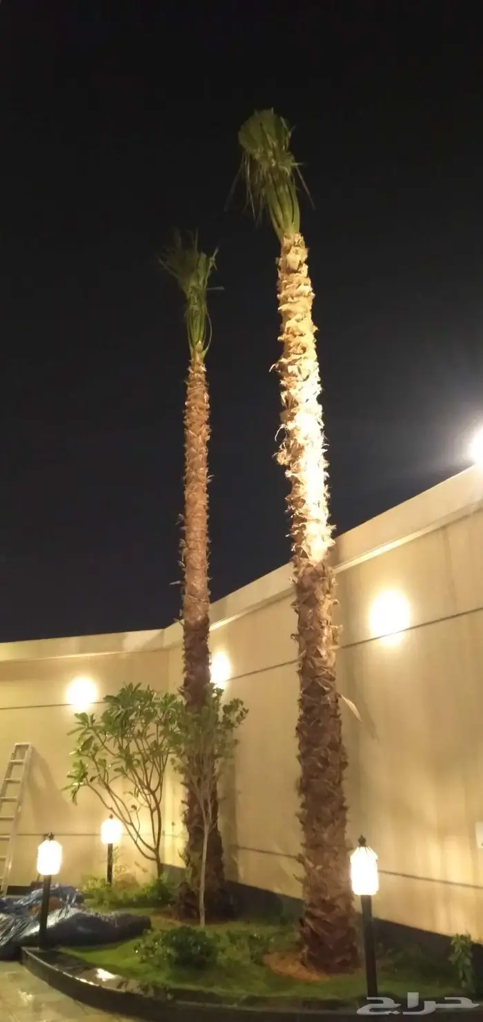 نخل واشنطني واشنطونيا 7