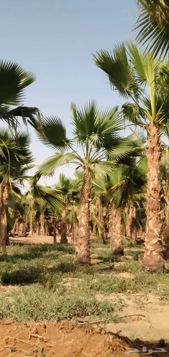 نخل واشنطني واشنطونيا 11