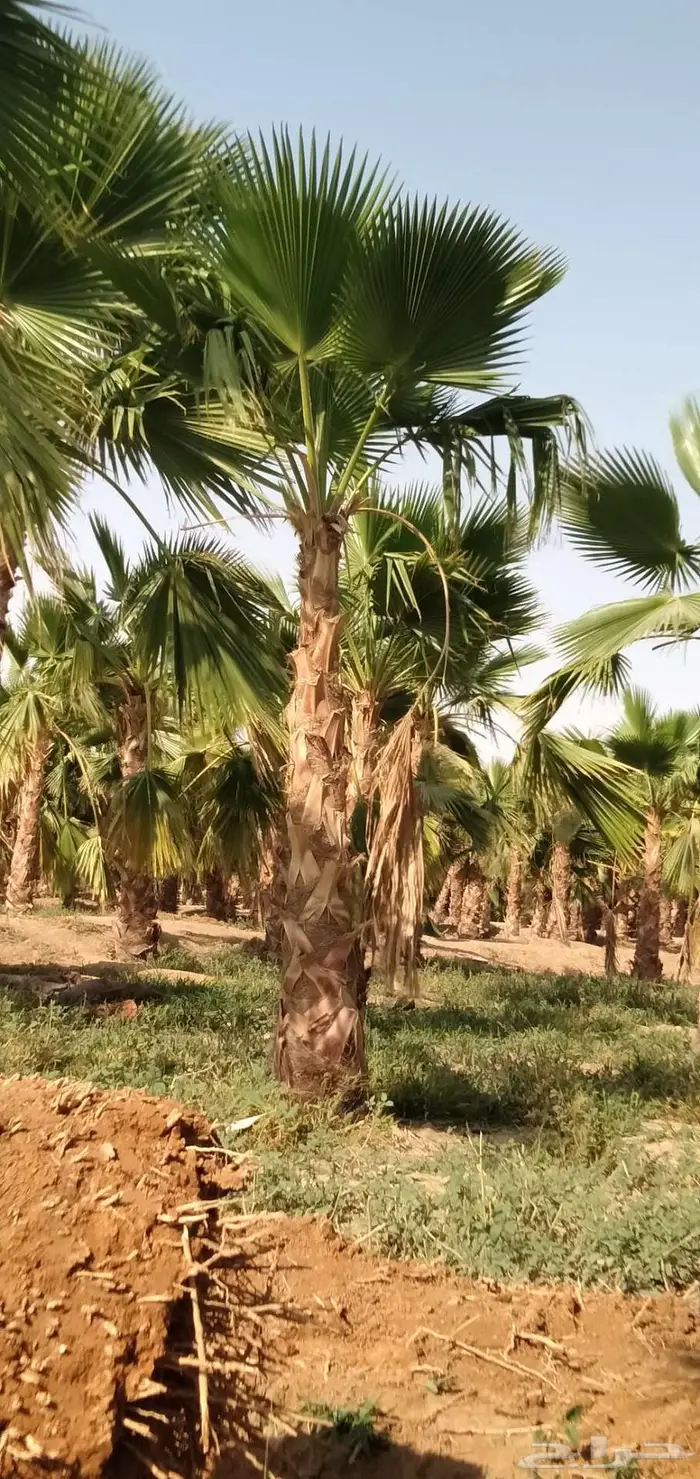 نخل واشنطني واشنطونيا 10