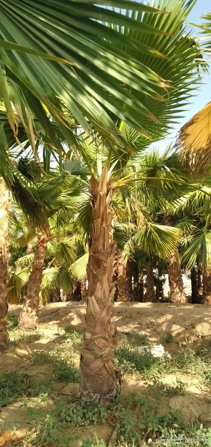 نخل واشنطني واشنطونيا 13