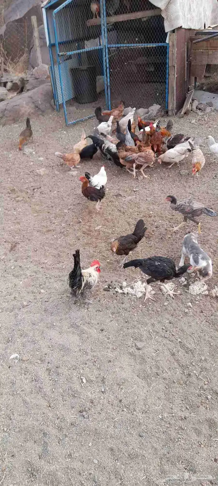 يوجد دجاج بلدي 0