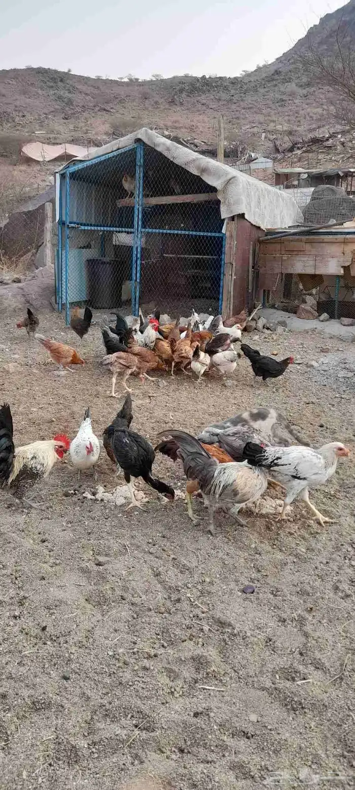 يوجد دجاج بلدي 2