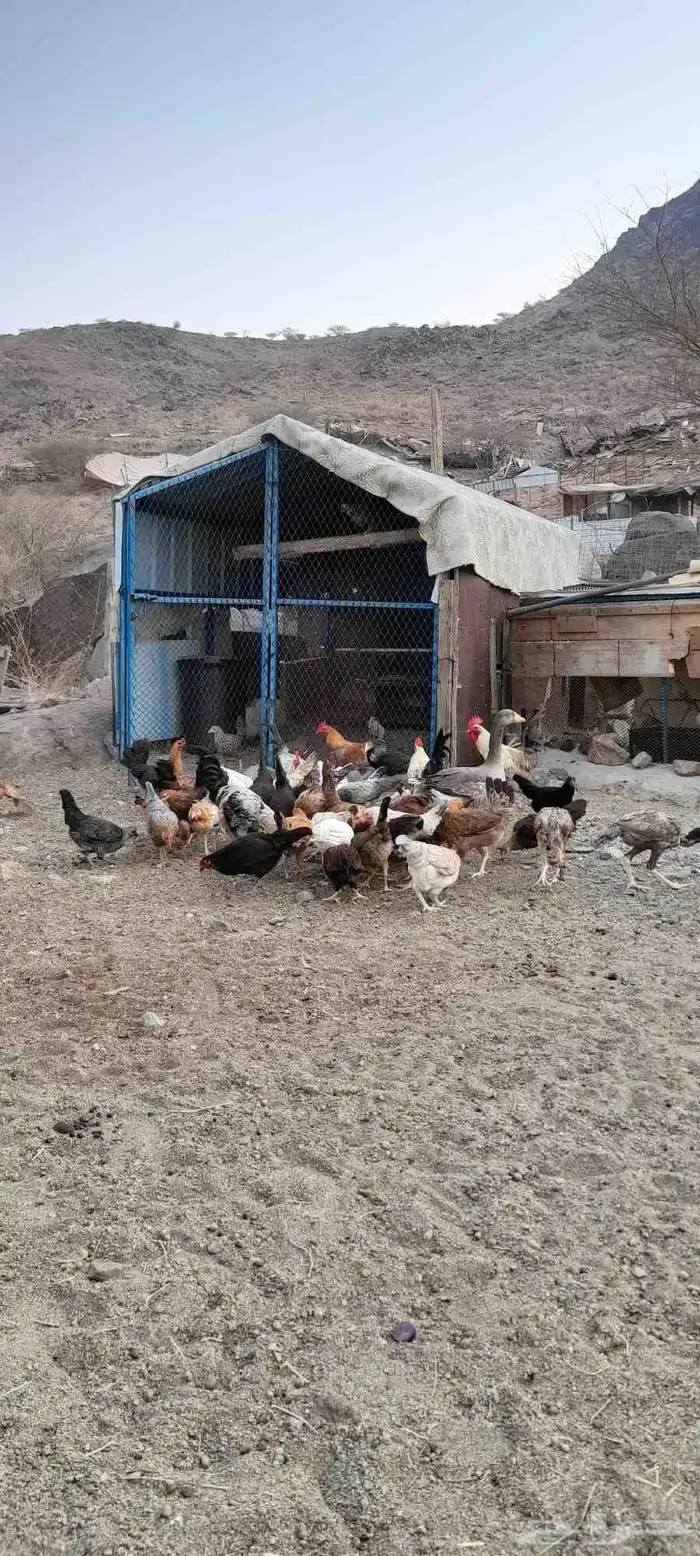 يوجد دجاج بلدي 1