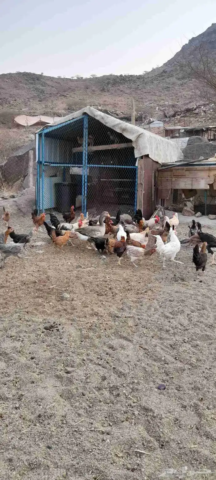 يوجد دجاج بلدي 3