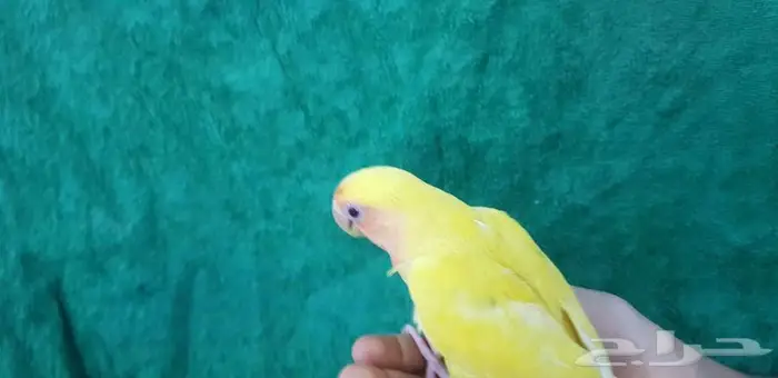 روز اليف مع الصغير والكبير 1