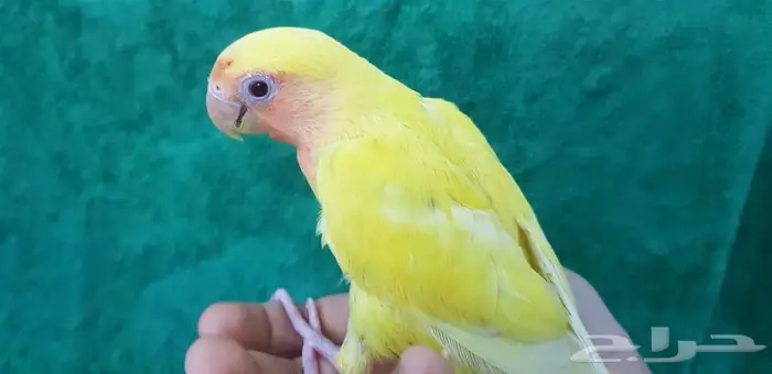 روز اليف مع الصغير والكبير 3