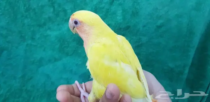 روز اليف مع الصغير والكبير 4