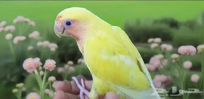 روز اليف مع الصغير والكبير 0