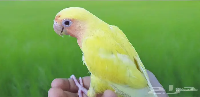 روز اليف مع الصغير والكبير 5