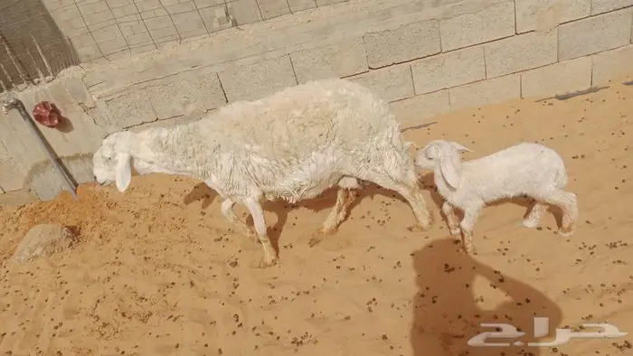 شاه معها 1 تامه لحاله وسط 0