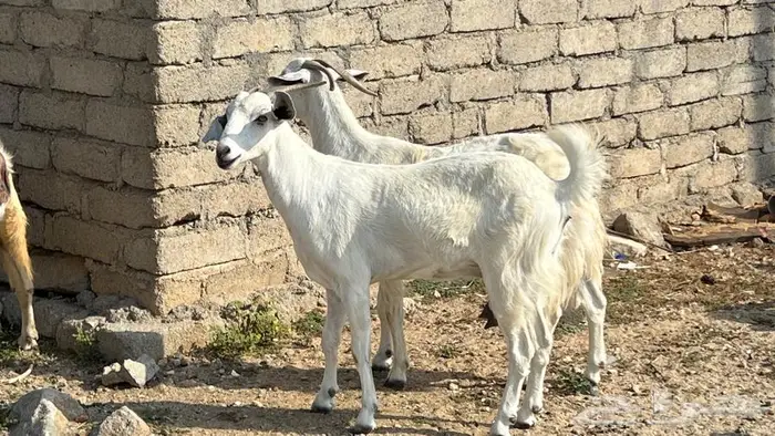 11غنم مقاني دفيع للبيع 4
