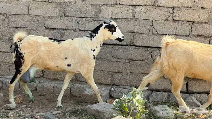 11غنم مقاني دفيع للبيع 0