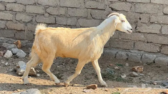 11غنم مقاني دفيع للبيع 3