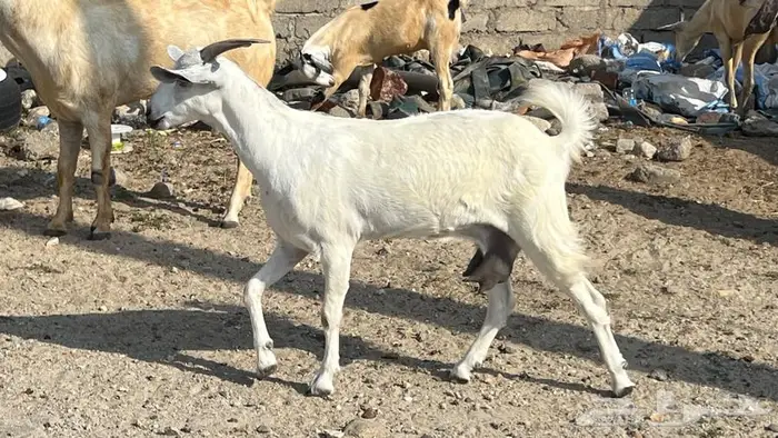 11غنم مقاني دفيع للبيع 1