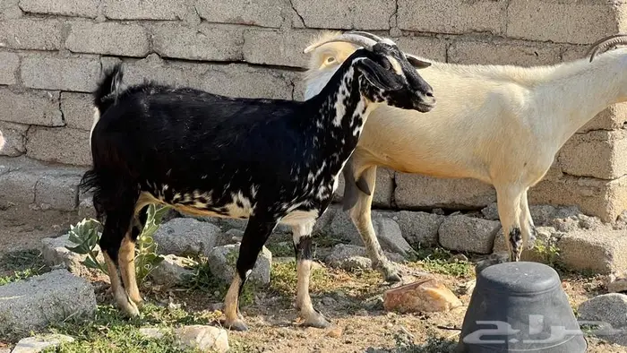 11غنم مقاني دفيع للبيع 2