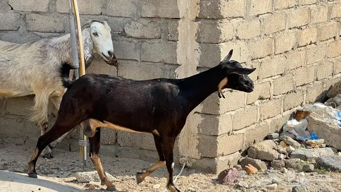 11غنم مقاني دفيع للبيع 9