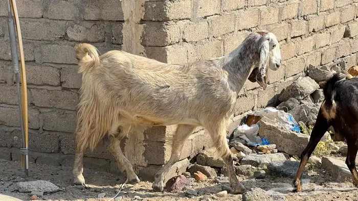 11غنم مقاني دفيع للبيع 5