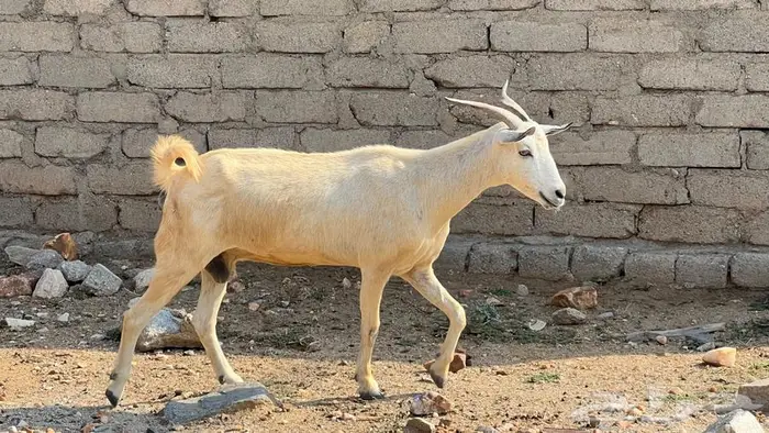 11غنم مقاني دفيع للبيع 6