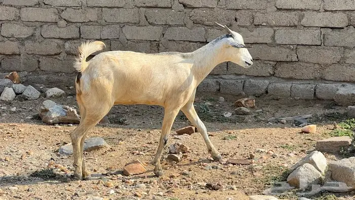 11غنم مقاني دفيع للبيع 8