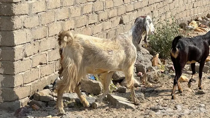 11غنم مقاني دفيع للبيع 10