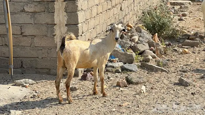 11غنم مقاني دفيع للبيع 7