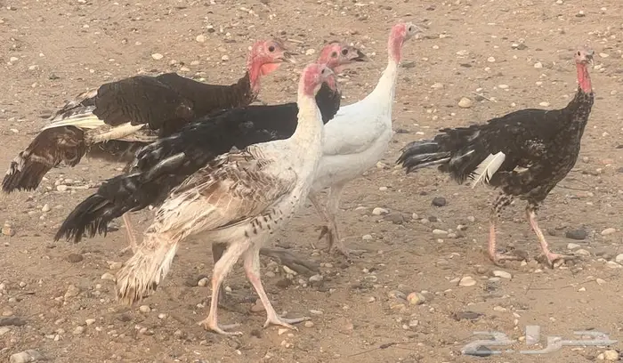 للبيع دجاج رومي وديك 3
