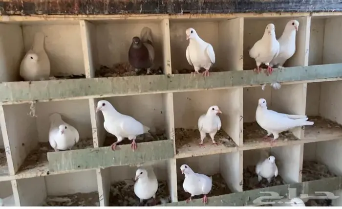 حمام فرنسي لاحم جامبو منتج 2