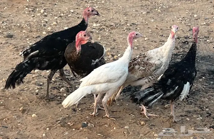 للبيع دجاج رومي وديك 1