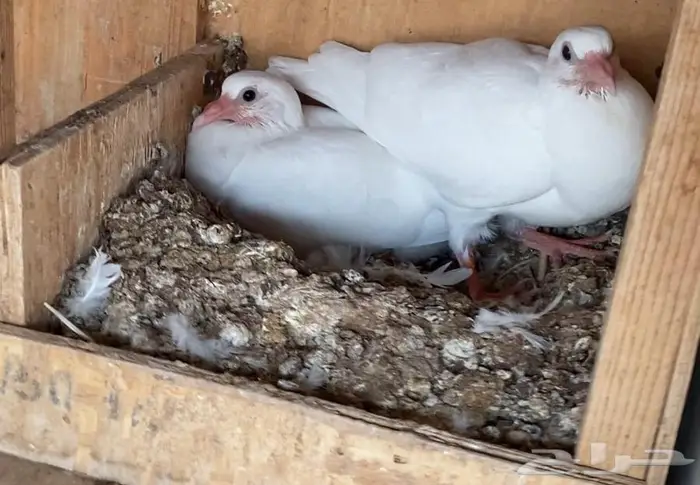 حمام فرنسي لاحم جامبو منتج 3