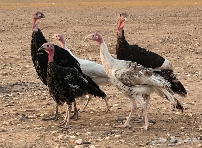 للبيع دجاج رومي وديك 2