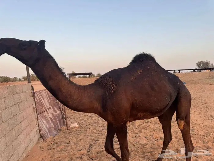 بكرة طيبة ومن سلاله طيبة . 0