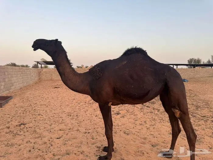 بكرة طيبة ومن سلاله طيبة . 1